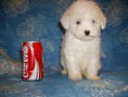 Caniche Toy